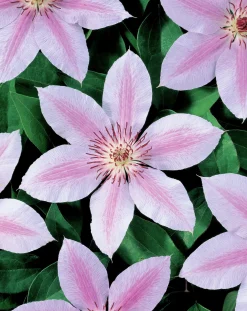 Klematis 'Jan Pawel II'