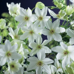 Klematis 'Joe'