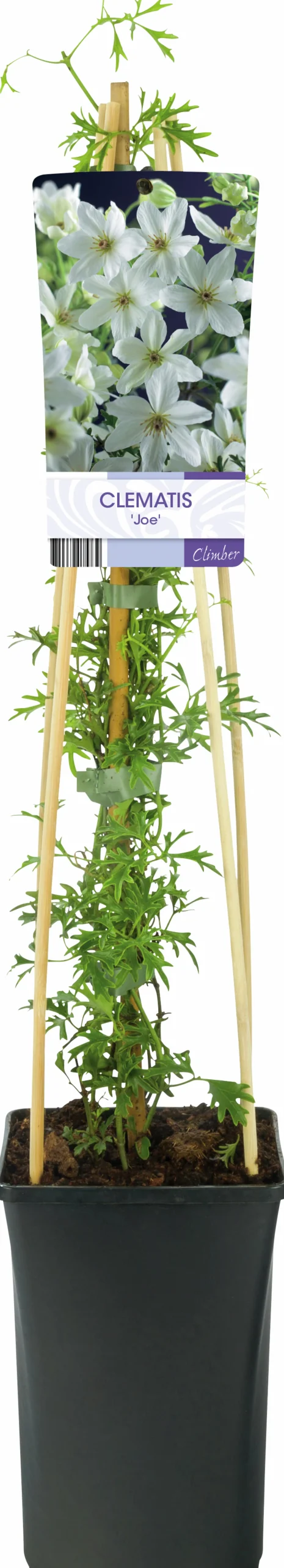 Klematis 'Joe'
