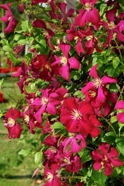 Klematis 'Madame Julia Correvon'