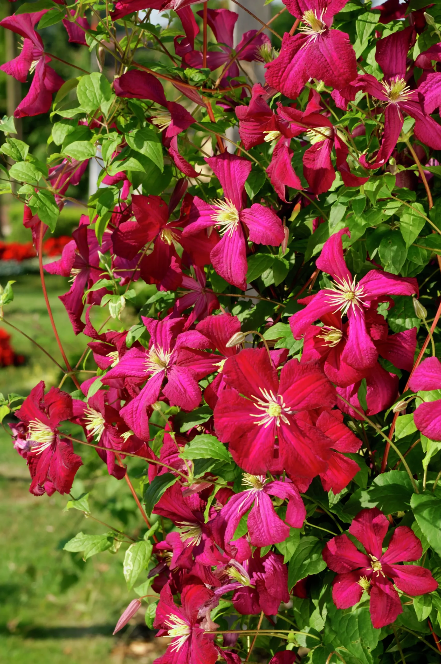 Klematis 'Madame Julia Correvon'