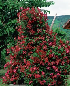 Klematis 'Madame Julia Correvon'