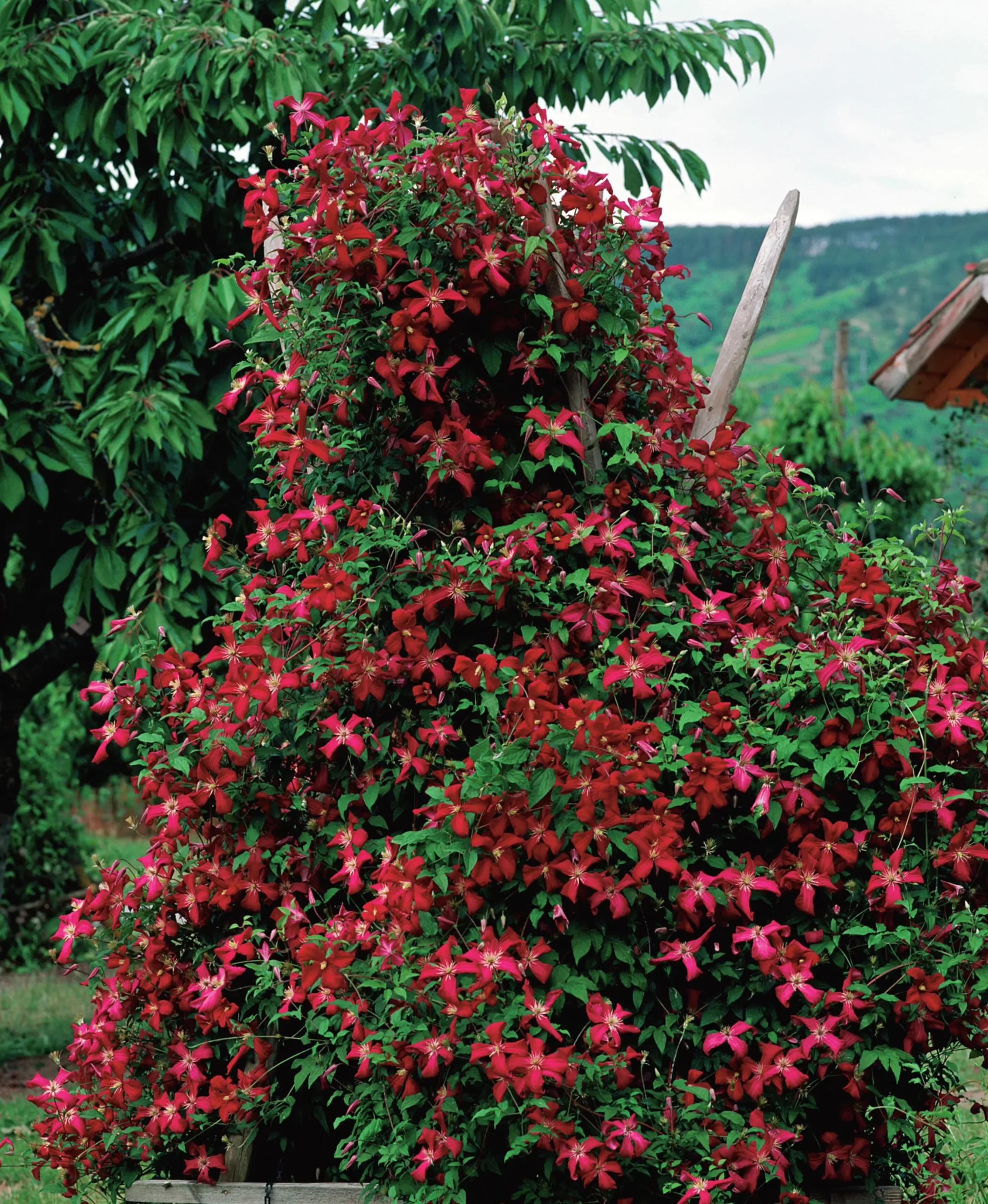 Klematis 'Madame Julia Correvon'