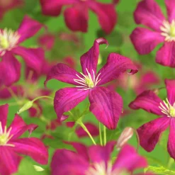 Klematis 'Madame Julia Correvon'