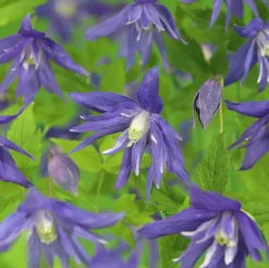 Klematis 'Maidwell Hall'