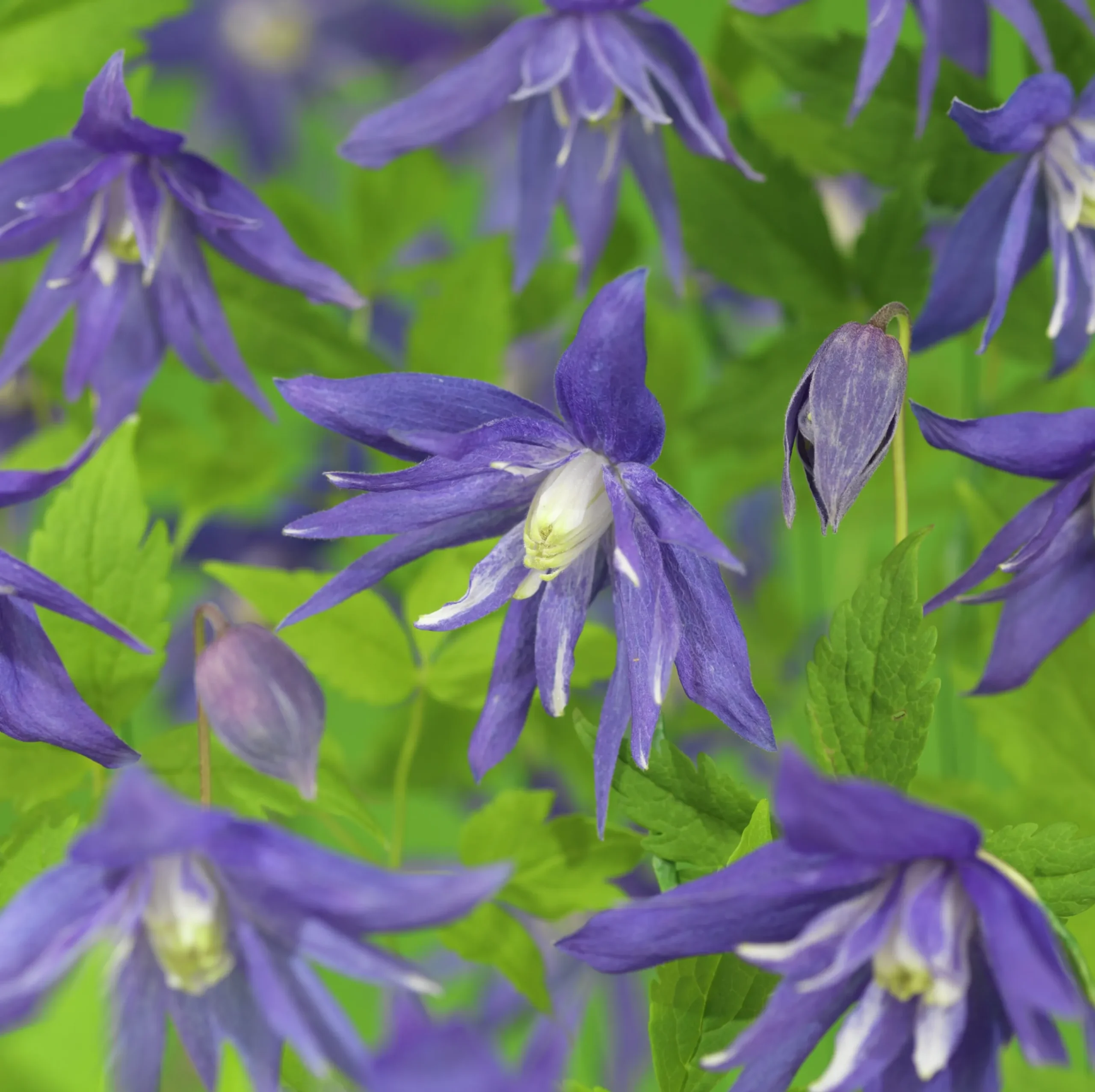 Klematis 'Maidwell Hall'