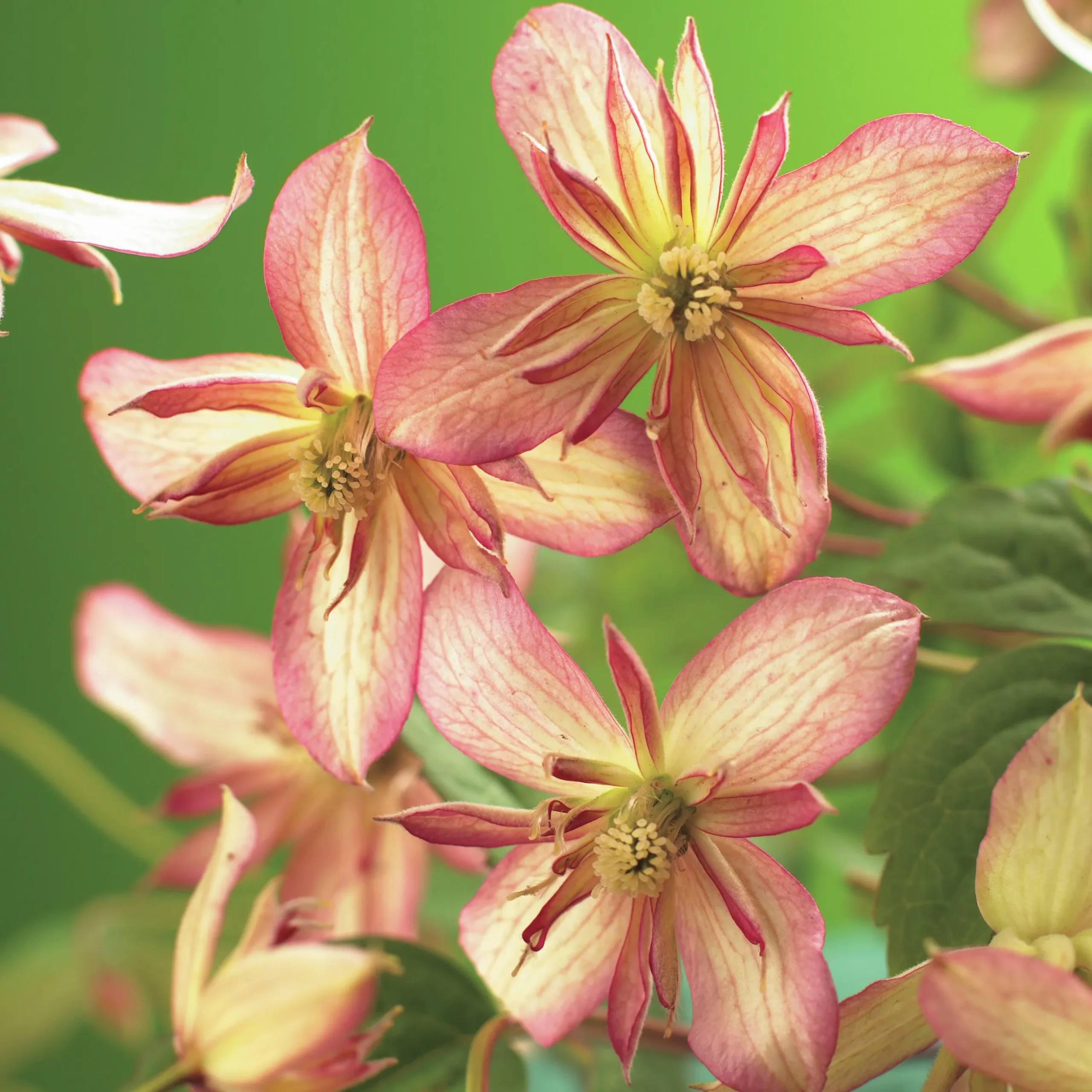 Klematis 'Marjorie'