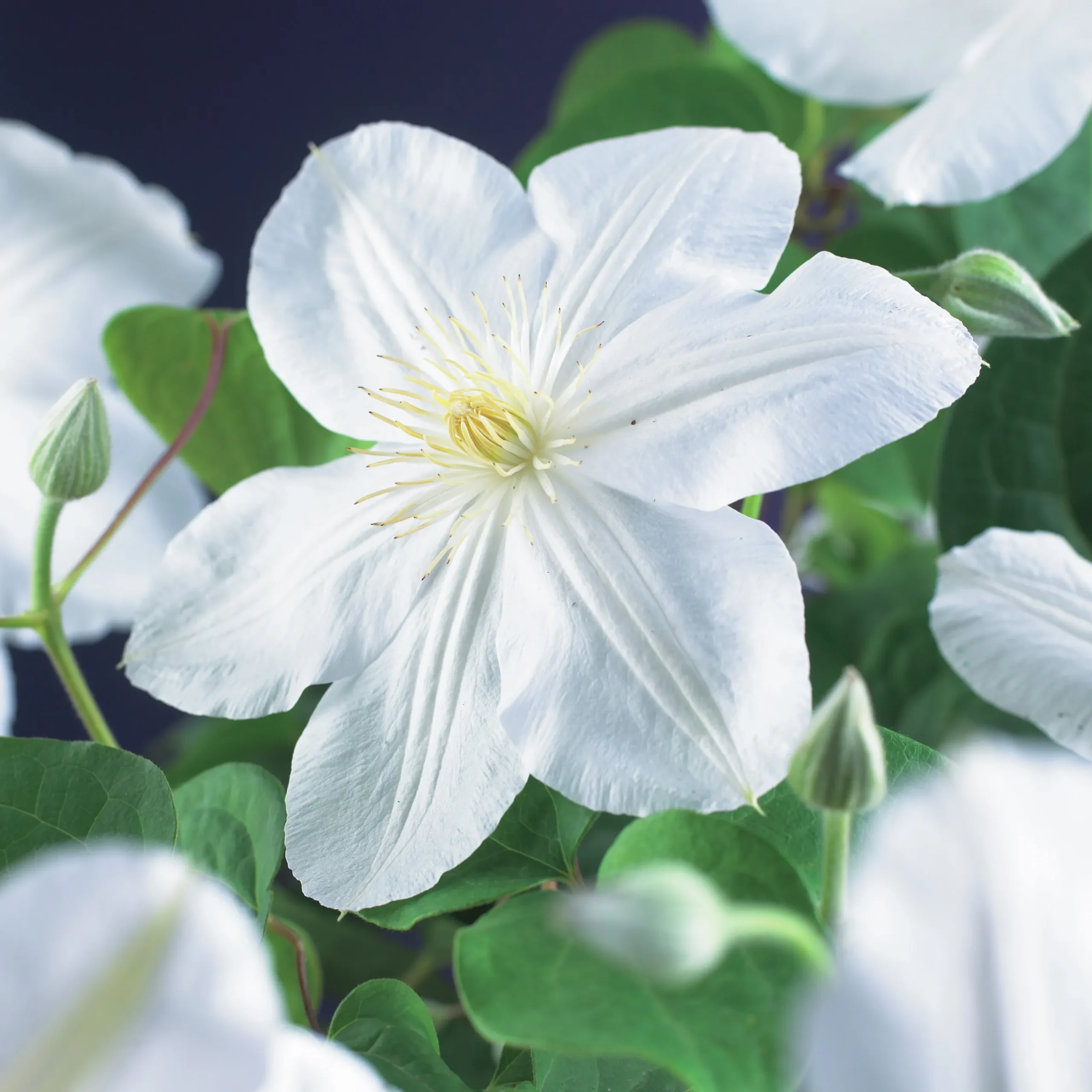 Klematis 'Mevrouw le Coultre'