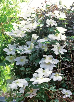 Klematis 'Mevrouw le Coultre'