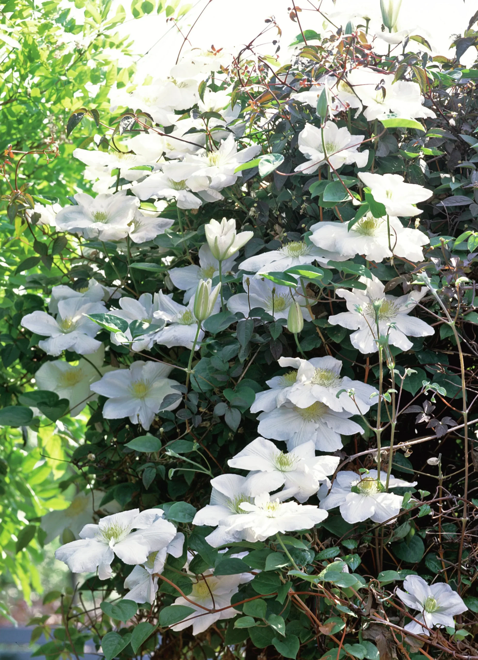 Klematis 'Mevrouw le Coultre'