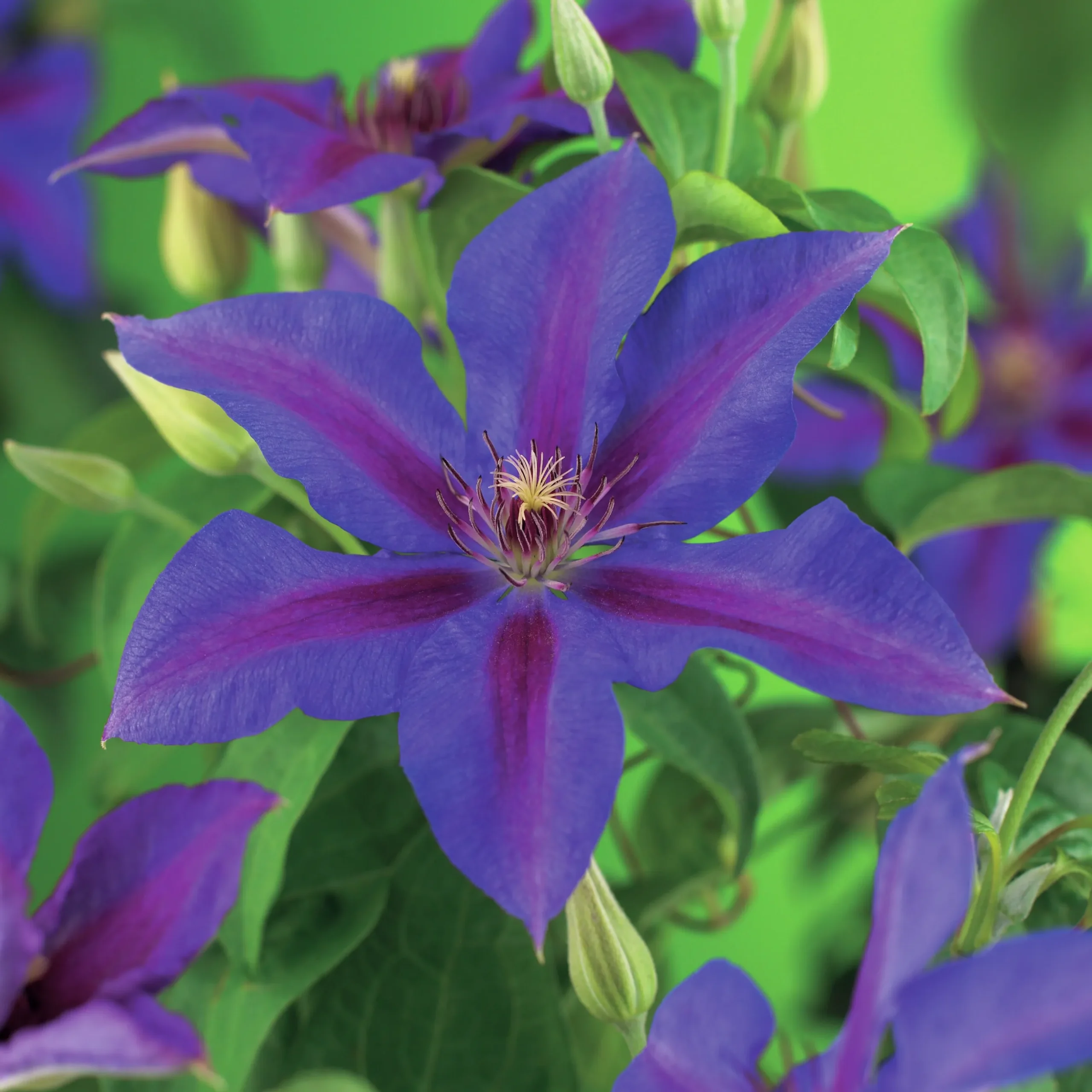 Klematis 'Mrs N. Thompson'