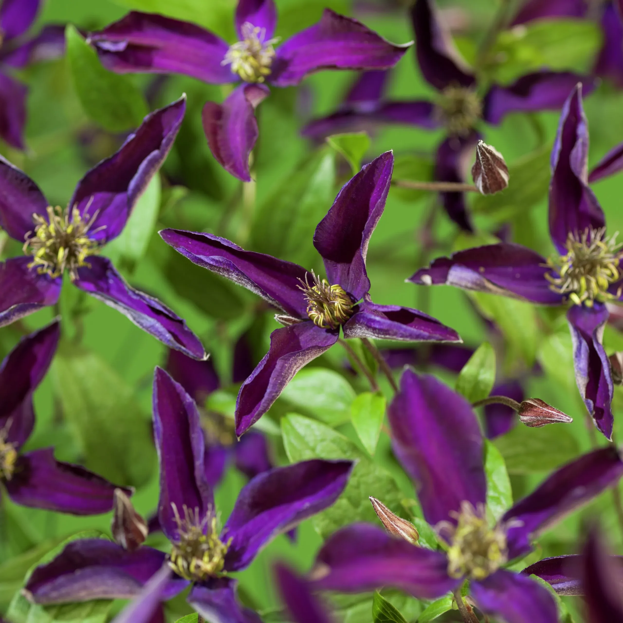 Klematis 'Noora'