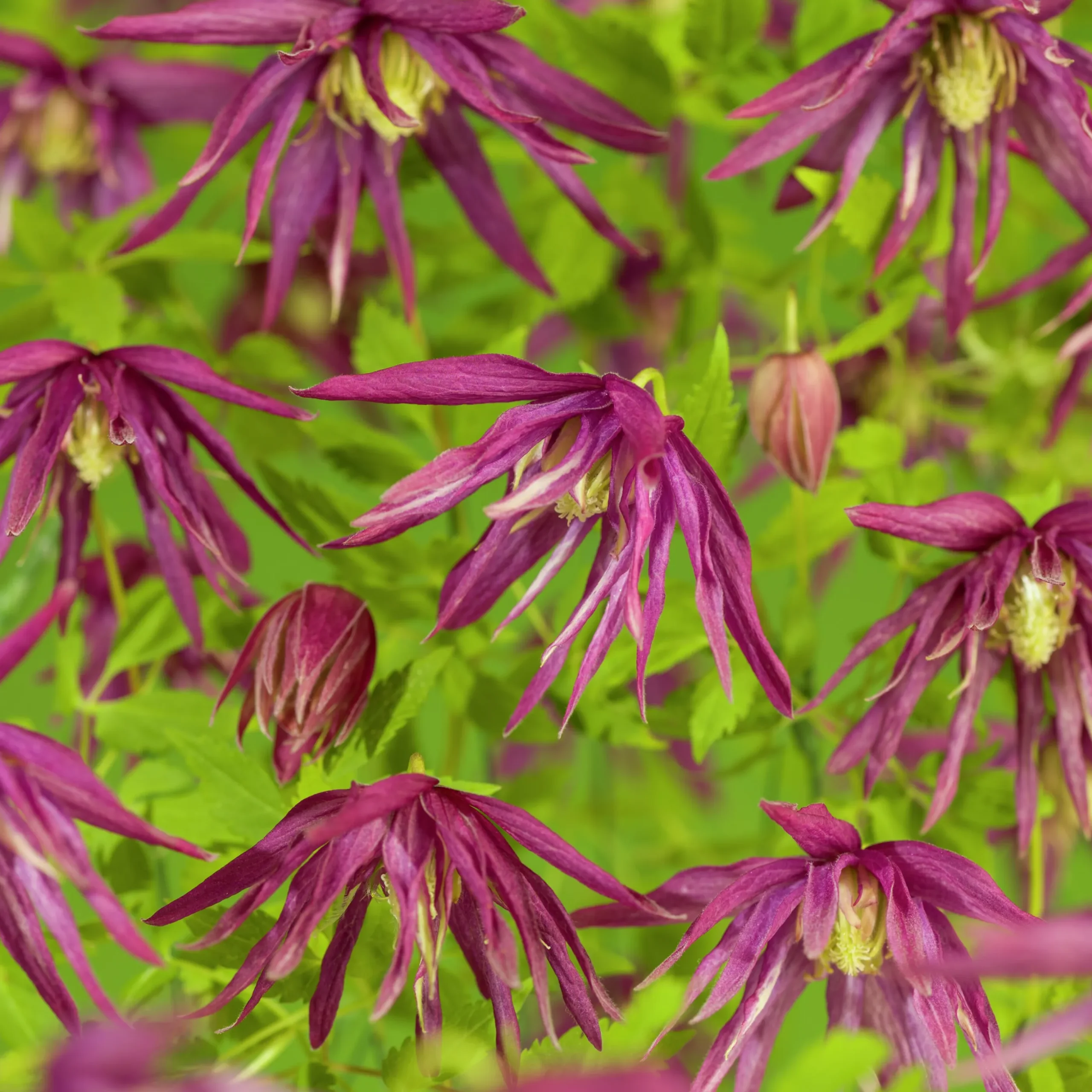 Klematis 'Octopus'