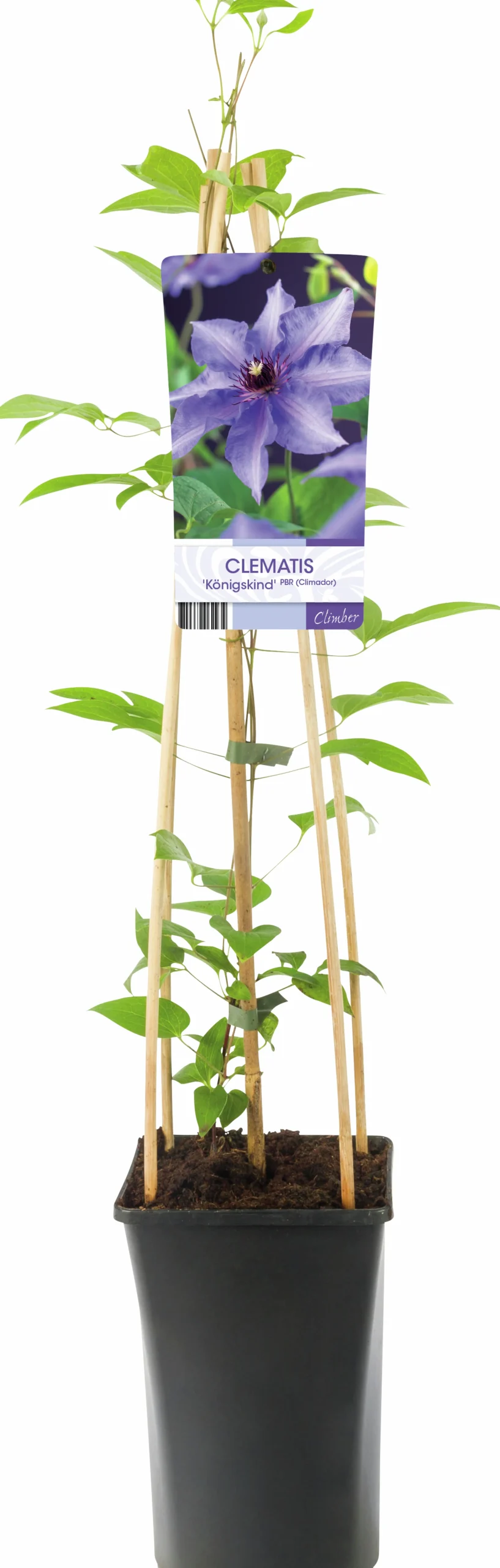 Klematis Patens 'Köningskind'