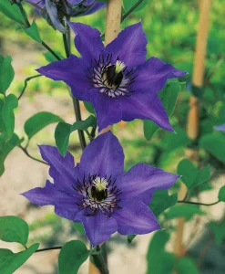Klematis Patens 'Köningskind'