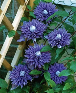 Klematis Patens 'Multi Blue'