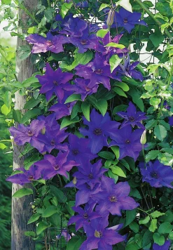 Klematis Patens 'The President'