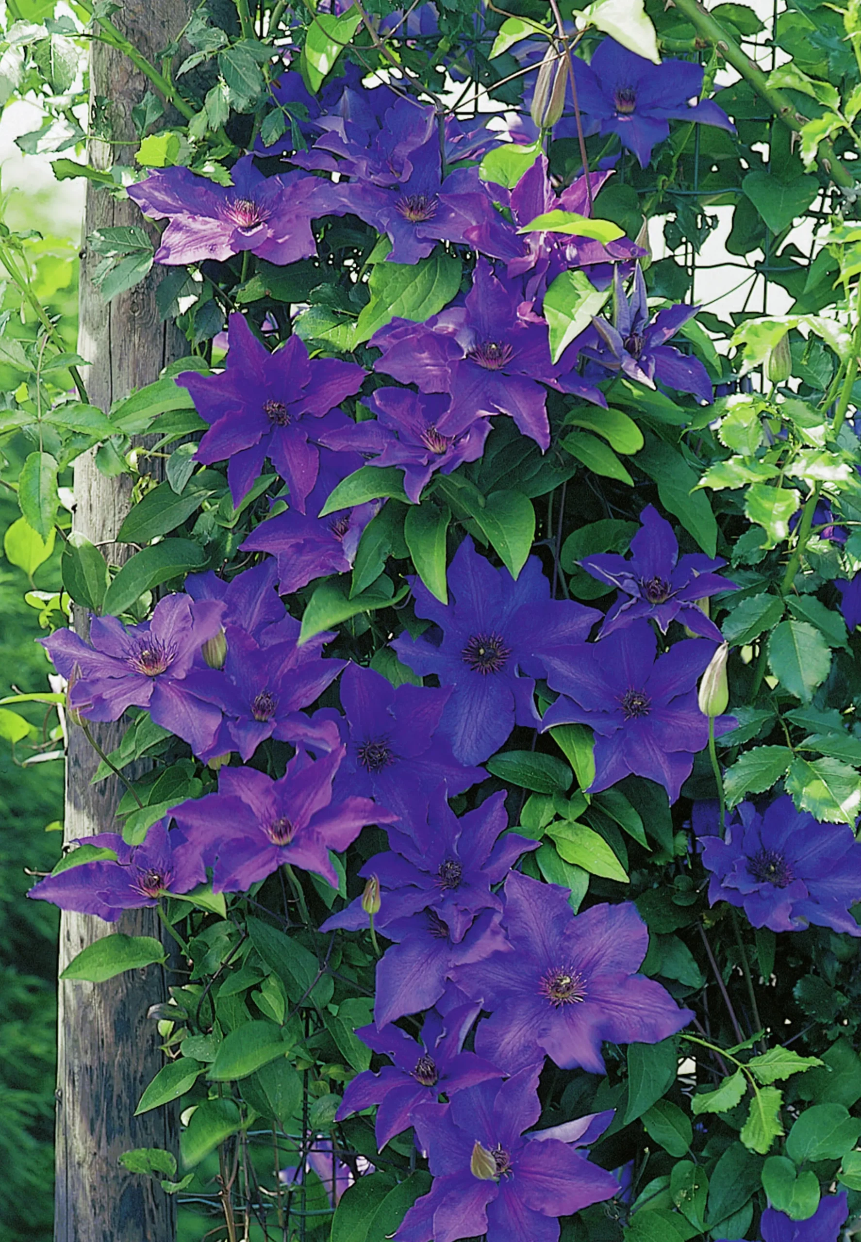 Klematis Patens 'The President'