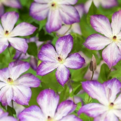 Klematis 'Pernille'