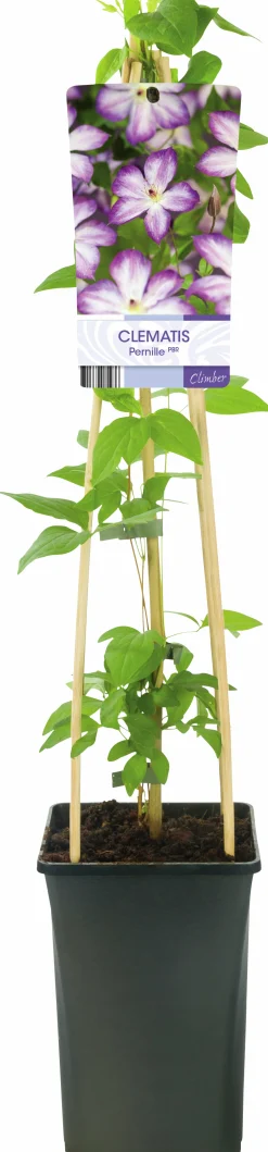 Klematis 'Pernille'