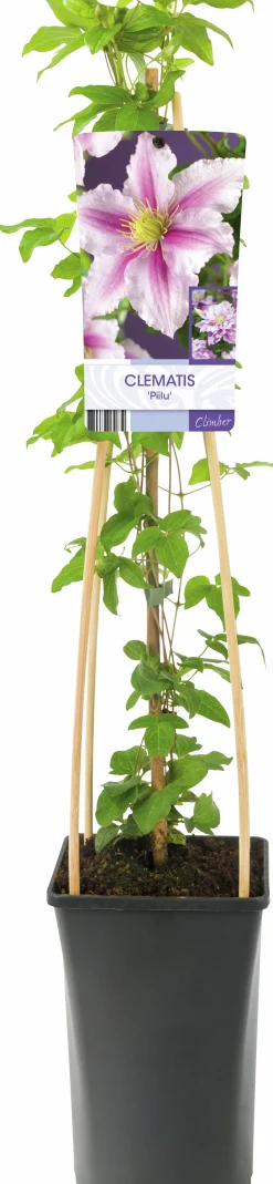 Klematis 'Piilu'
