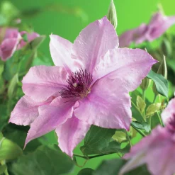 Klematis 'Pink Fantasy'
