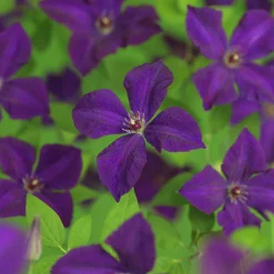 Klematis 'Polish Spirit'