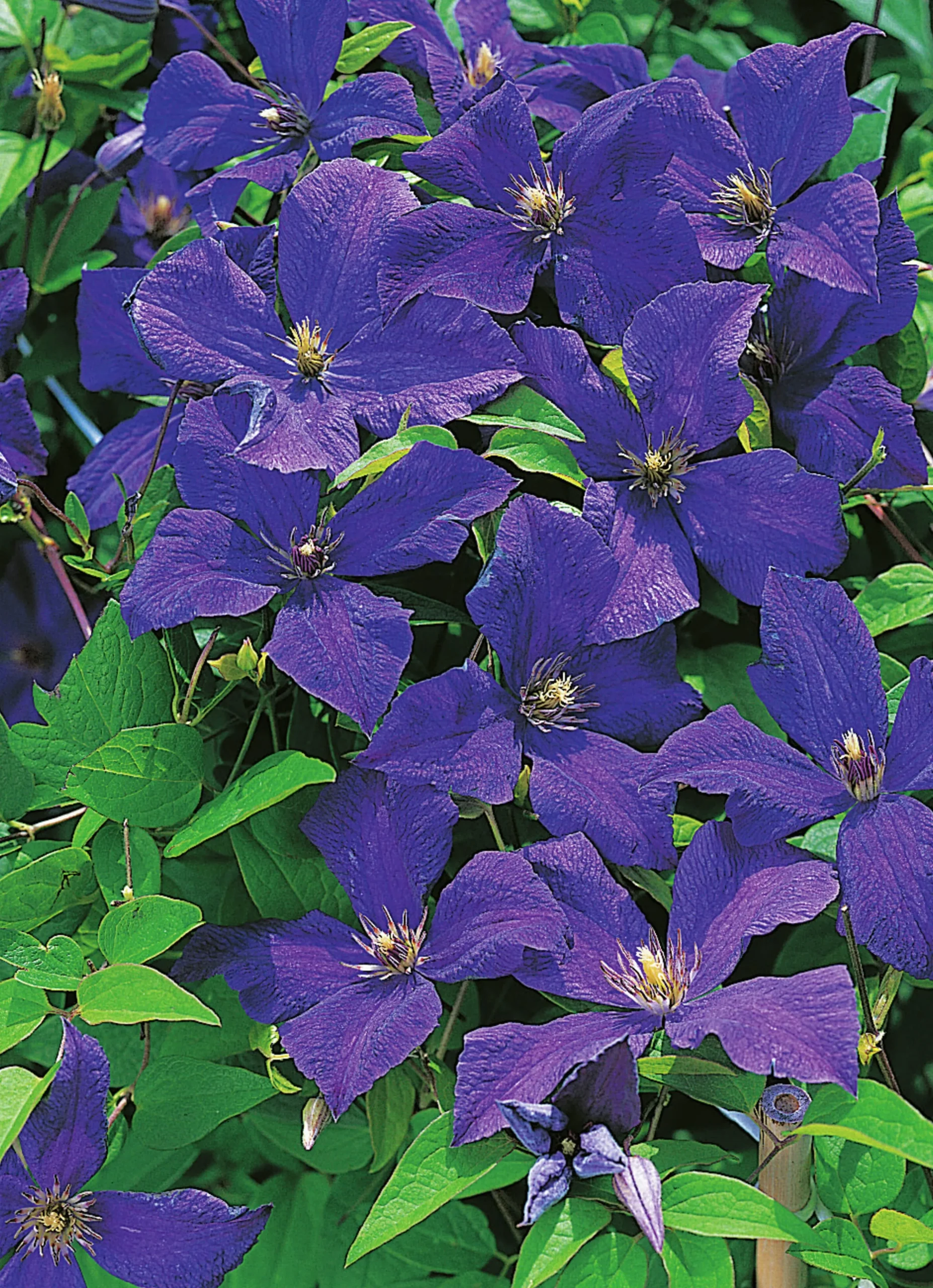 Klematis 'Polish Spirit'