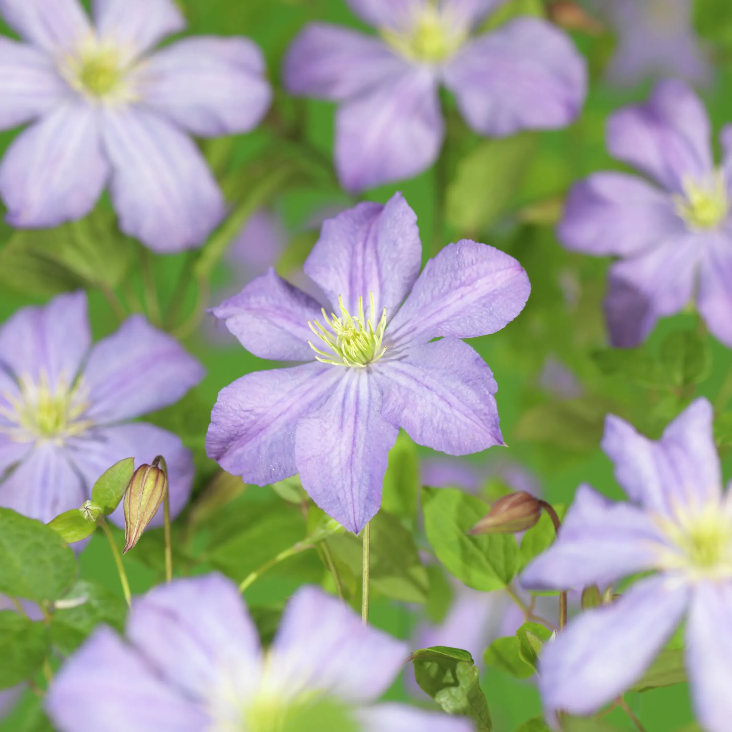 Klematis 'Prince Charles'