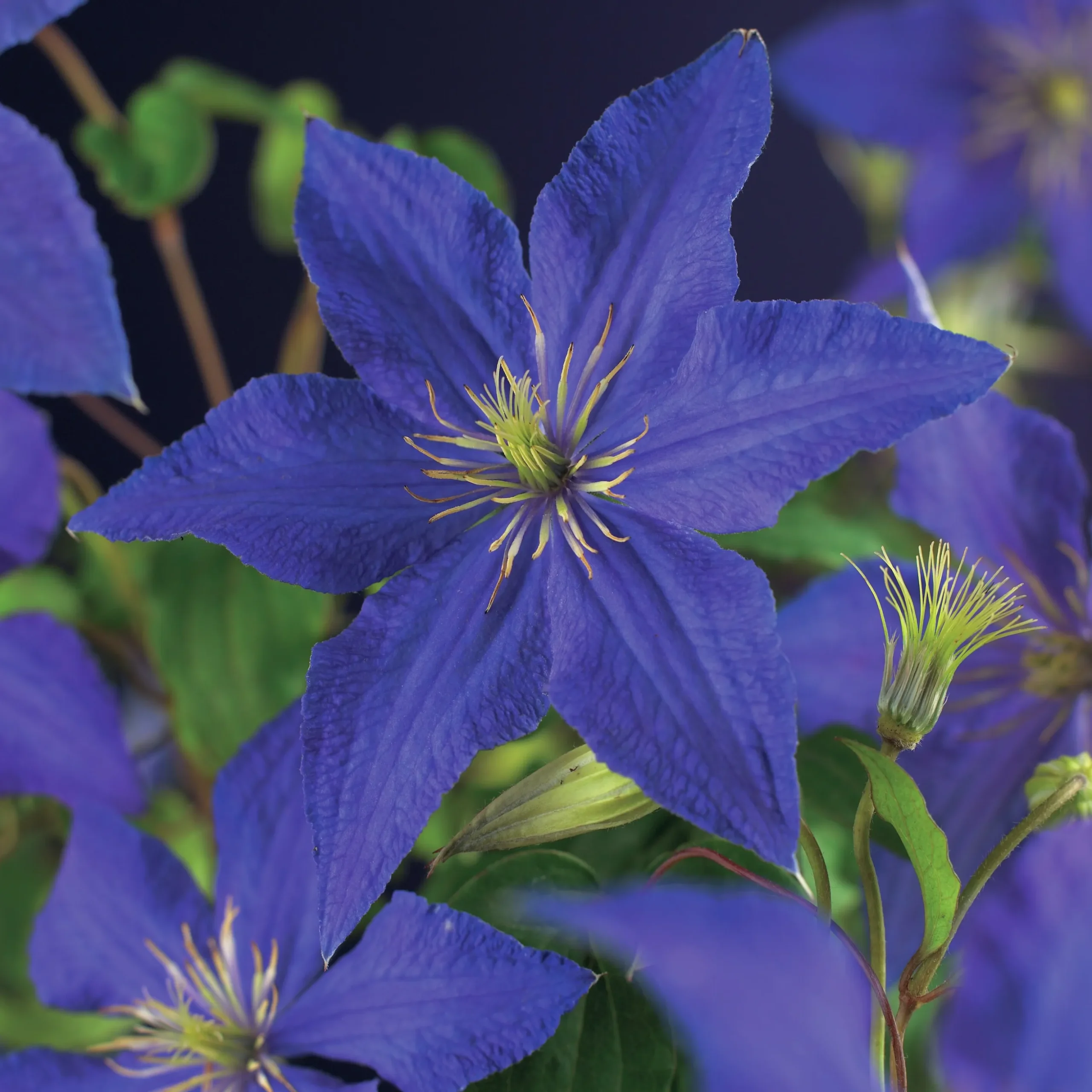 Klematis 'Rhapsody'