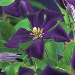 Klematis 'Romantika'