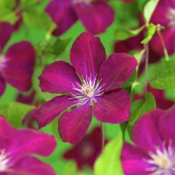 Klematis 'Rouge Cardinal'