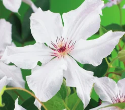 Klematis 'Snow Queen'