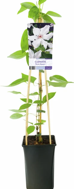 Klematis 'Snow Queen'