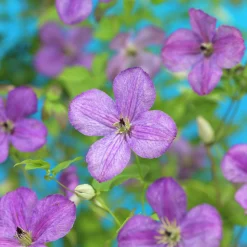 Klematis 'So Many Lavender Flowers'