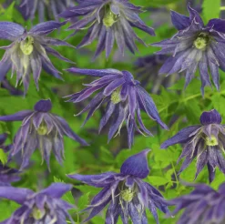 Klematis 'Spiky'