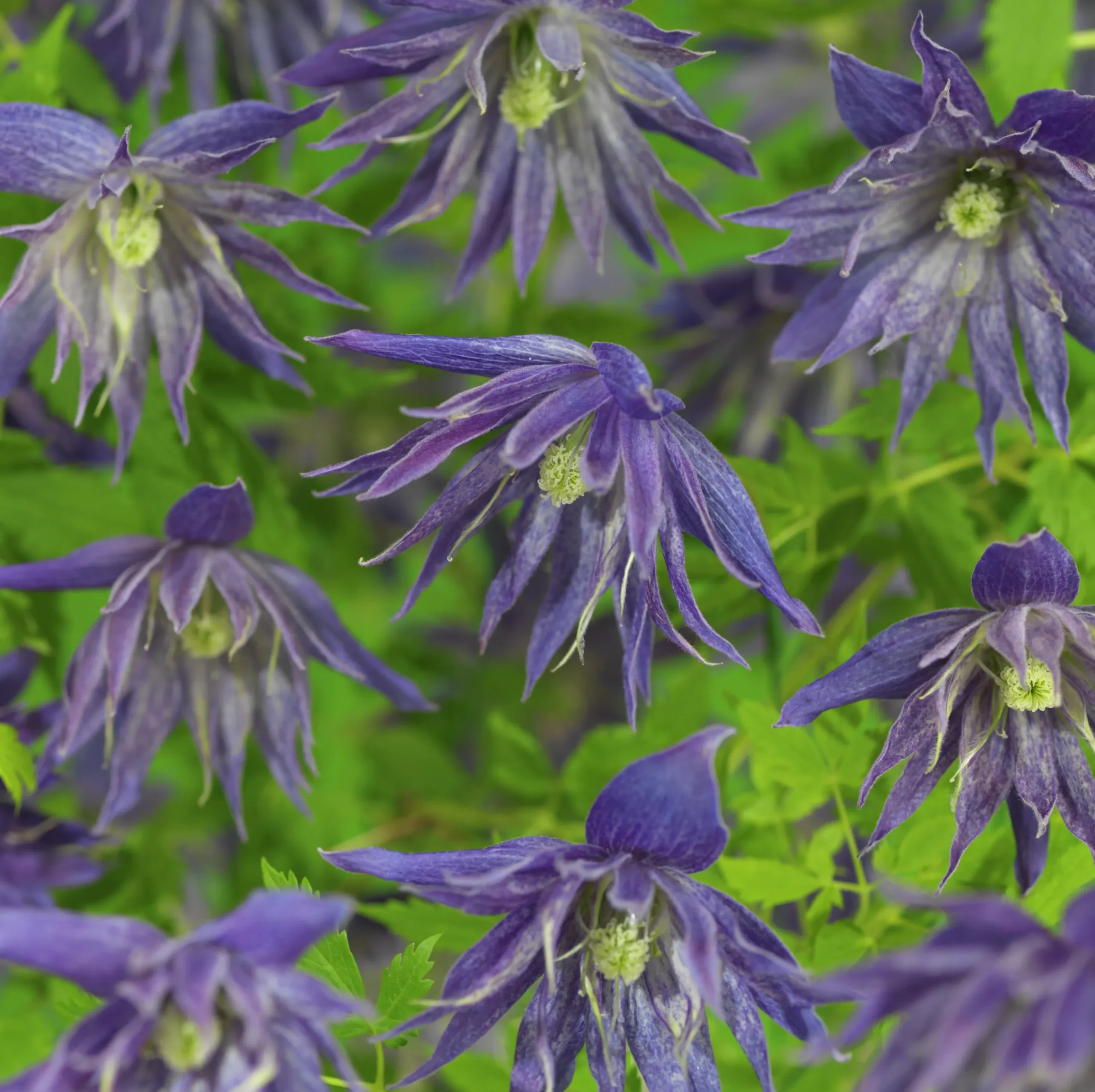 Klematis 'Spiky'