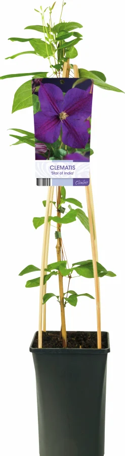 Klematis 'Star of India'