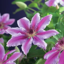 Klematis Storblommig 'Nelly Moser'