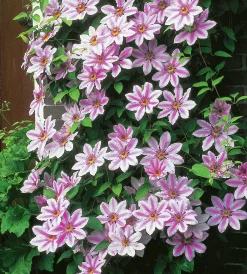 Klematis Storblommig 'Nelly Moser'