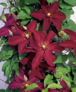 Klematis Storblommig 'Niobe'