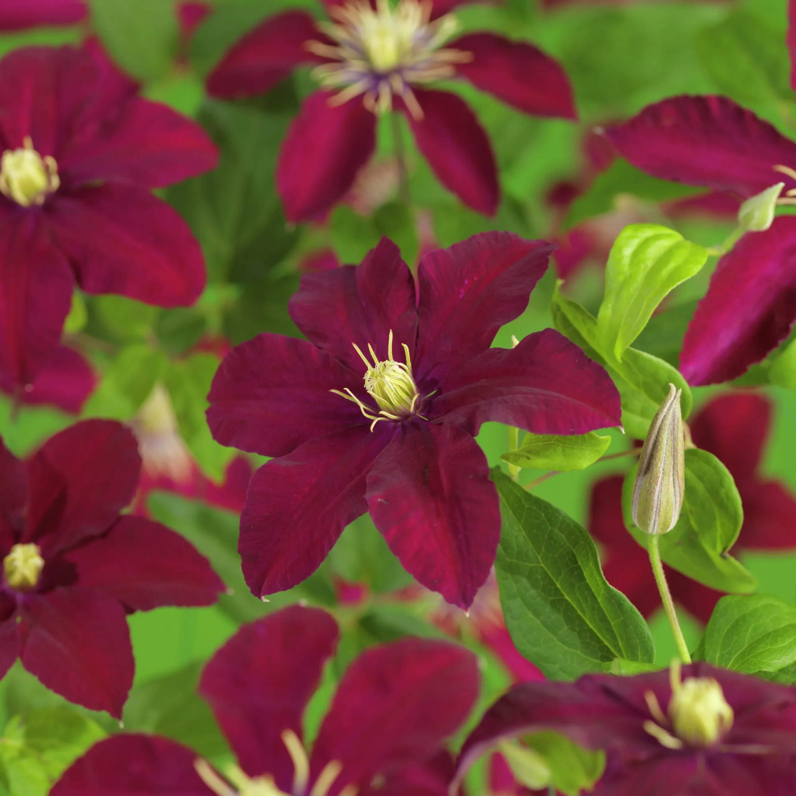 Klematis Storblommig 'Niobe'