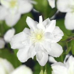 Klematis 'Sylvia Denny'