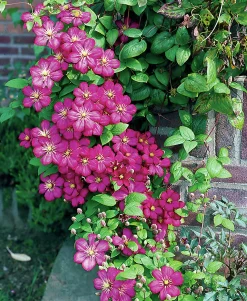 Klematis 'Ville de Lyon'