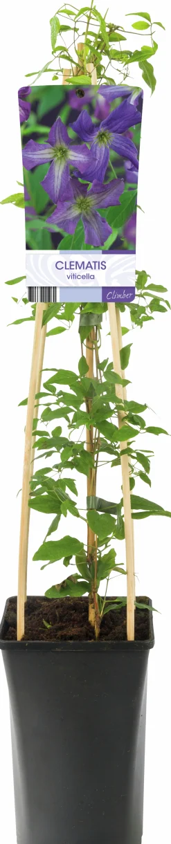 Klematis Viticella 'Blåviolett'