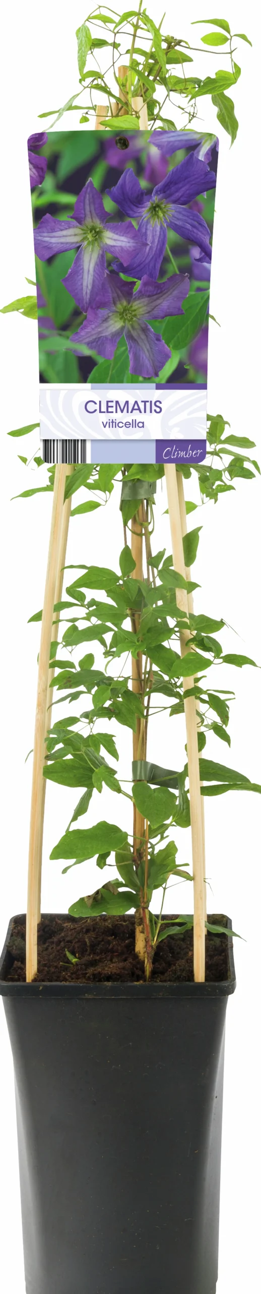 Klematis Viticella 'Blåviolett'