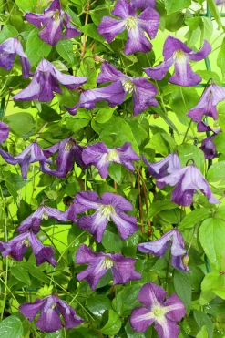 Klematis Viticella 'Blåviolett'
