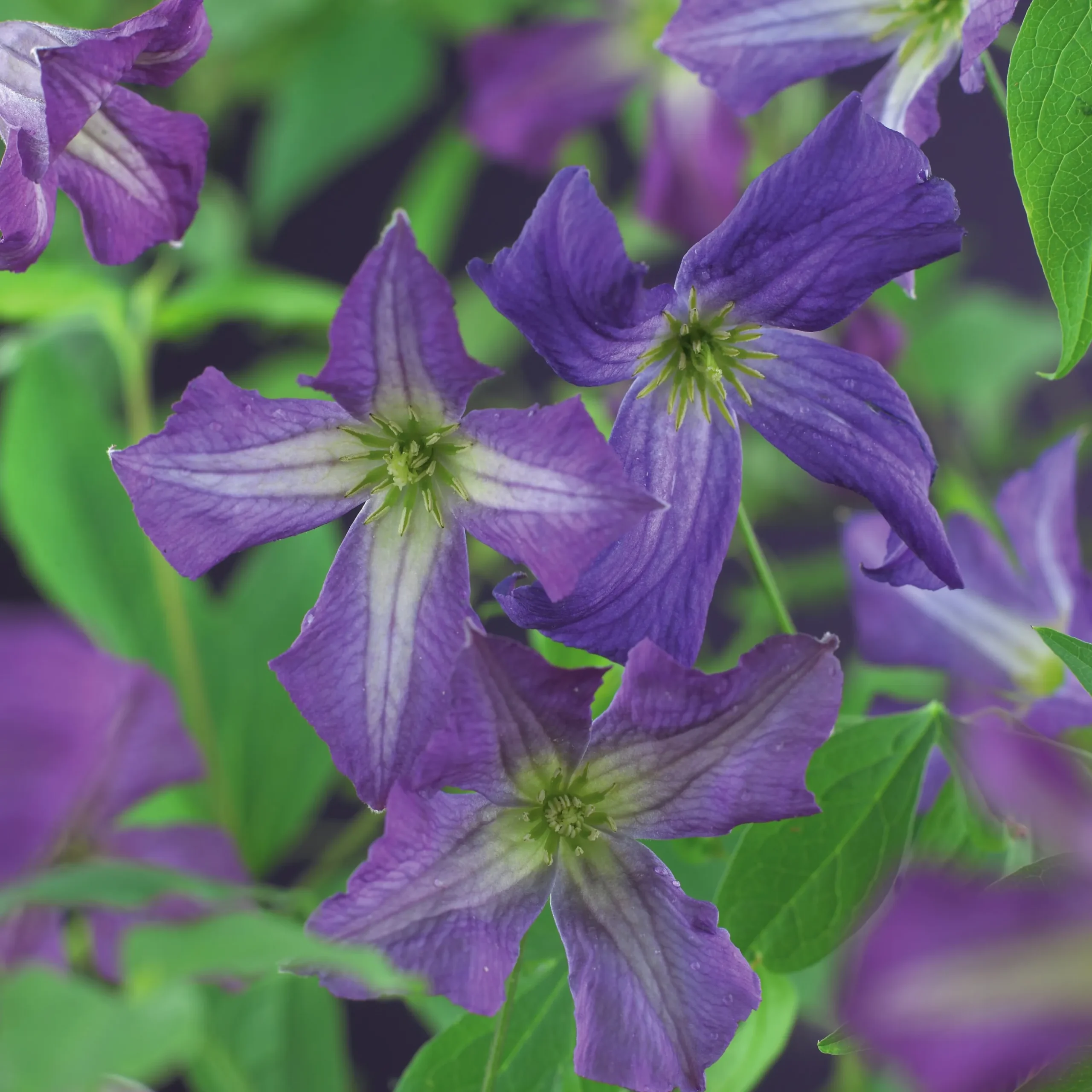 Klematis Viticella 'Blåviolett'