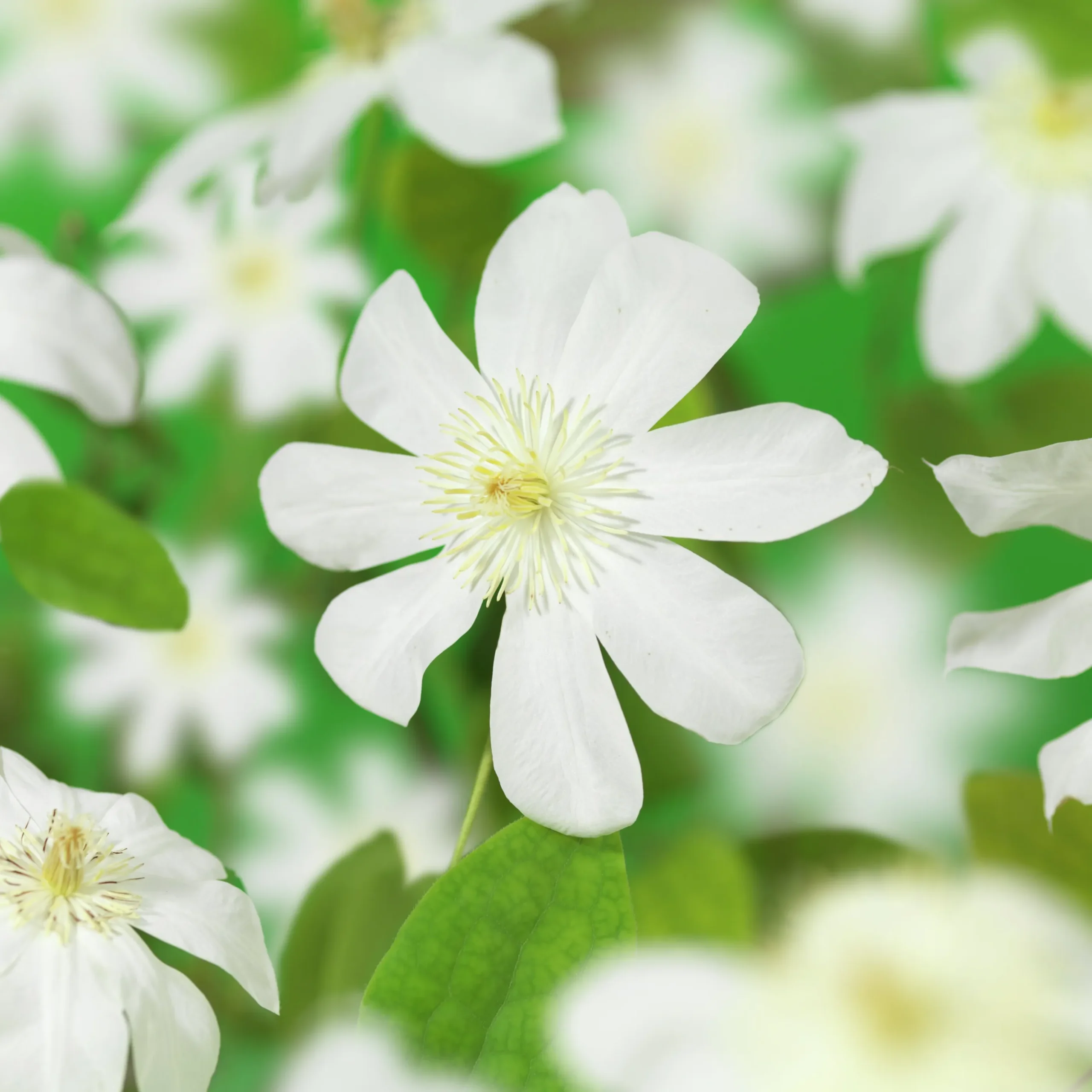 Klematis 'Wada's Primrose'