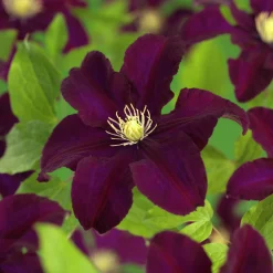 Klematis 'Warszawska Nike'